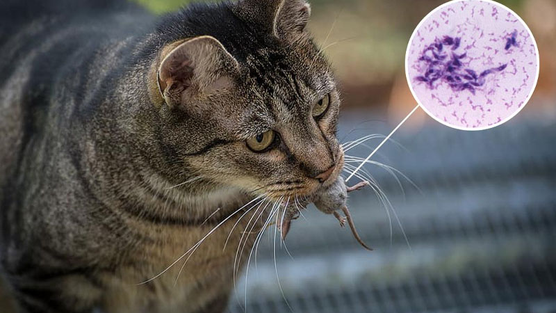Mengenal Toksoplasmosis, Penyakit Akibat Kucing dan Bahayanya – PAFI Kab. Rokan Hilir